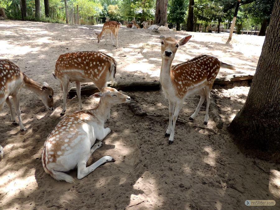 Spotted beauties!