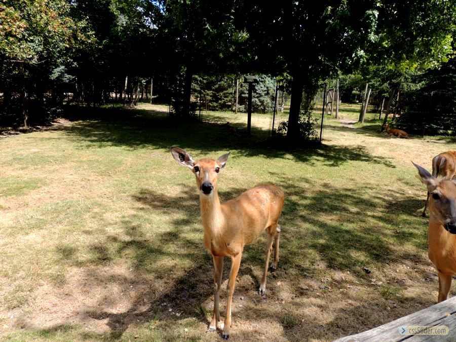 This doe followed me around for about 5 minutes.