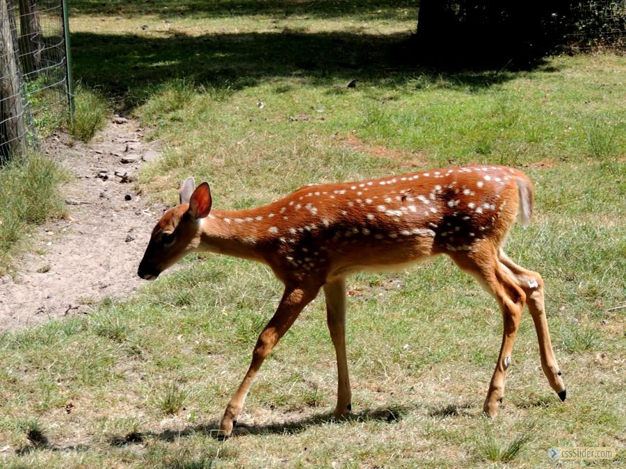 A Bambi!