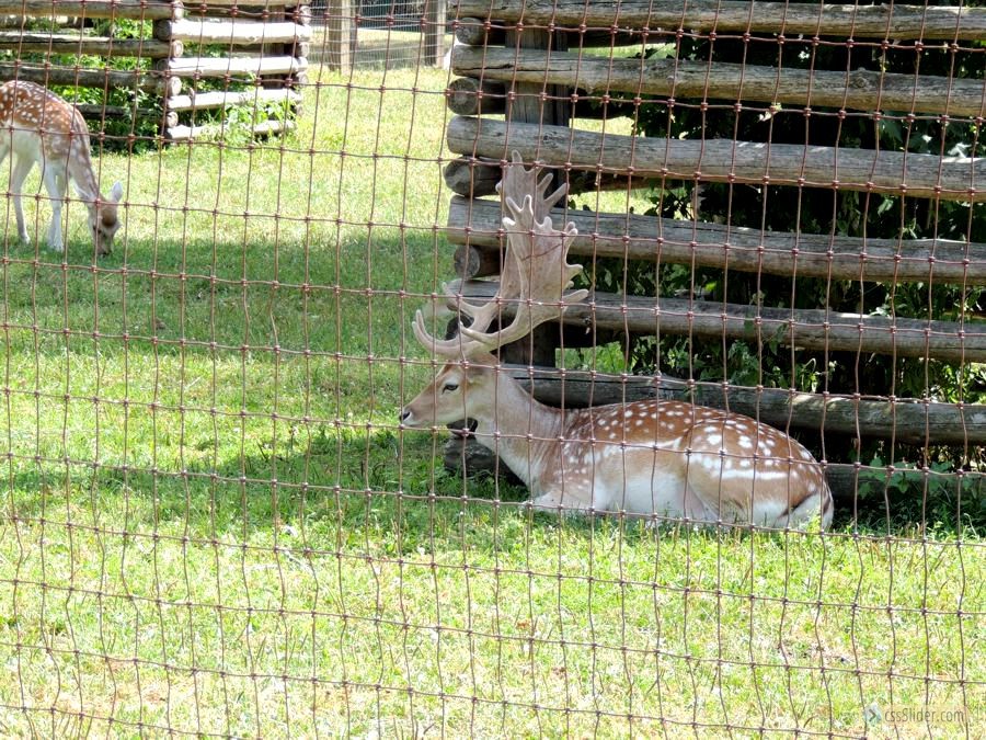 Different antlers