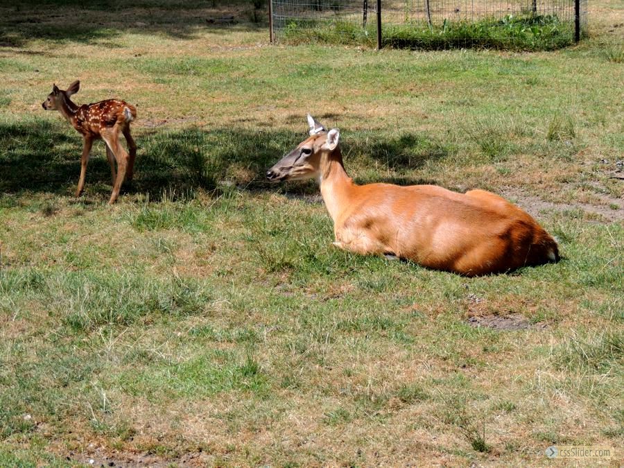 A doe and her fawn...