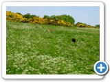 Holyrood Park... dog's delight