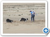 Border collies playing on beach