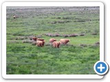 Scottish long horned cattle