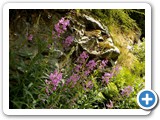 Wildflowers along road...