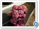 Flowers on hotel steps