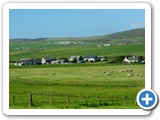 Countryside on return to Lerwick (sheep)