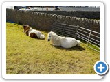 Museum's Shetland ponies...
