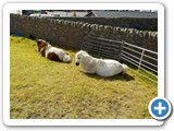 Museum's Shetland ponies...