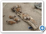 Meercats