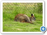 Wallabee