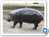 Pygmy hippo