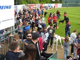 Samson (white Great Dane) still standing out in a crowd