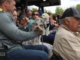 Many lap dogs