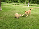 Peanut &  Ginger playing tag.