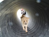 Ginger: brave tunnel explorer