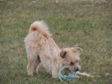 Ginger wanting to play with the others...